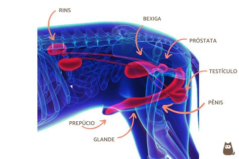 Prostatite Em C Es Causas Sintomas E Tratamento