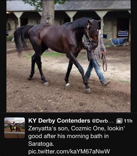 Cozmic One Zenyatta Horse Thoroughbred Horse Racing Horses