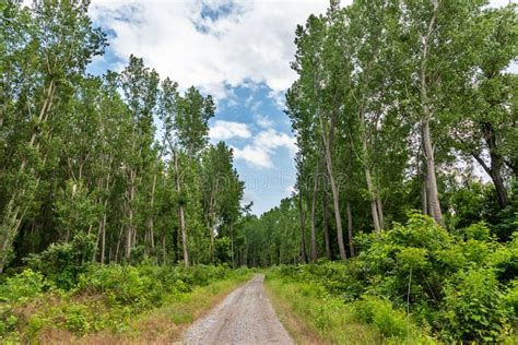 A Dirt Road Through The Woods Stock Photo Image Of Idyllic Bright