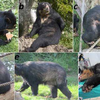 Progression of alopecia in female spectacled bear Barbara. (a) 2001 ...