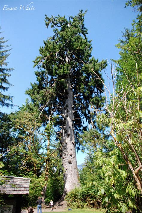 World S Largest Sitka Spruce By Kaminskygirl On Deviantart