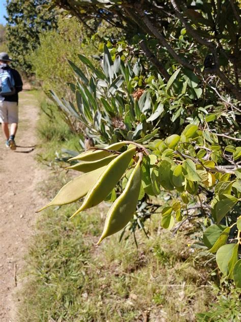 Orchid Trees From Helderberg Nature Reserve Cape Town South