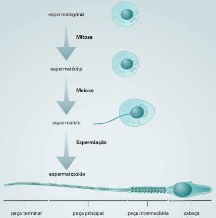 O Que São Os Gametas - A Meiose e a Formação de Gametas Feminino e Masculino - Planeta Biologia
