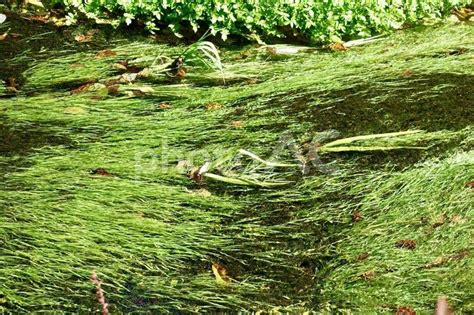 透明な水面を流れる水草 雲場池の景観 - No: 25120342｜写真素材なら「写真AC」無料（フリー）ダウンロードOK
