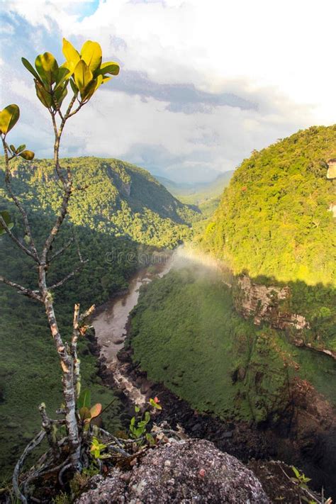 Vue Sur La Vall E De La Rivi Re Berbice Est En Aval Des Chutes De