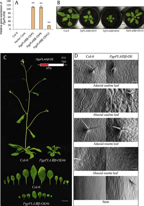 Heterologous Overexpression Of Pgpplaiiib Caused Dwarf Plant With