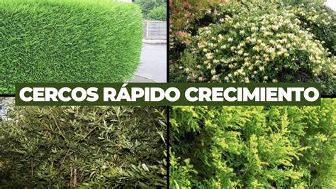 Descubre los mejores setos arbustos de crecimiento rápido para cercos