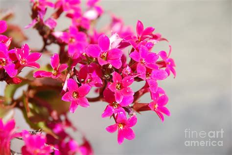 Hot Pink Flowers Photograph by Leo Sopicki - Fine Art America