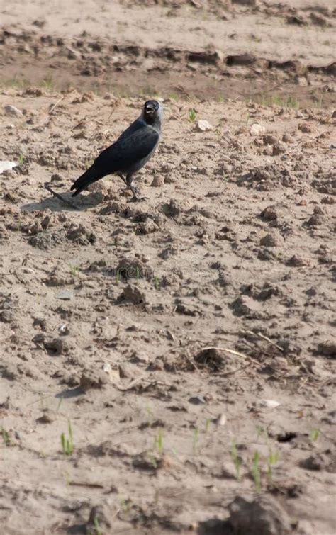 Alone Crow Stock Photo Image Of Field Black Sprouts 10404716