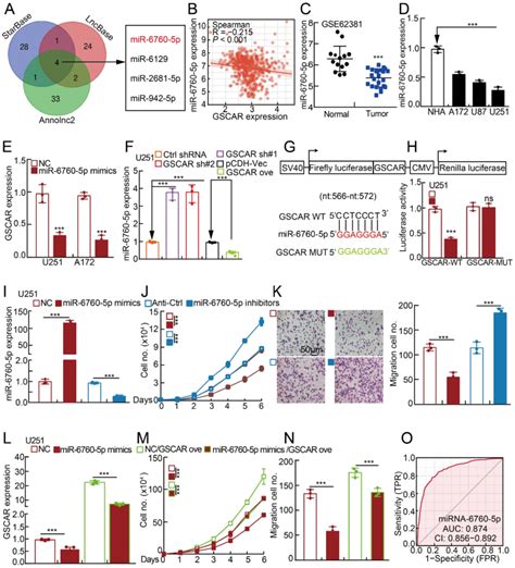 The Gscar Mir 6760 5p Axis Promoted Glioma Cell Proliferation And