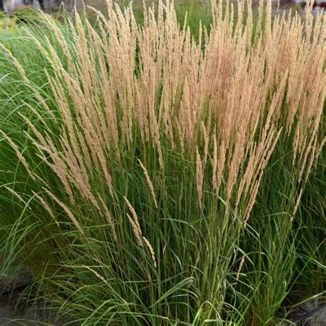 STM Calamagrostis X Acutiflora Karl Foerster P 0 5 Sim200773 1