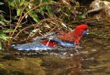 What We Do Australian National Botanic Gardens Parks Australia