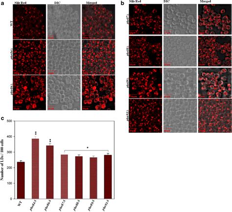 A And B Lipid Droplet Analysis Wild Type Pho84Δ Pho86Δ Pho87Δ