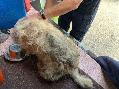 Is Matted Dog Hair Painful