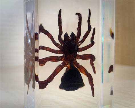 Large Spider In Resin Hourglass Spider Lucite Specimens Cyclocosmia