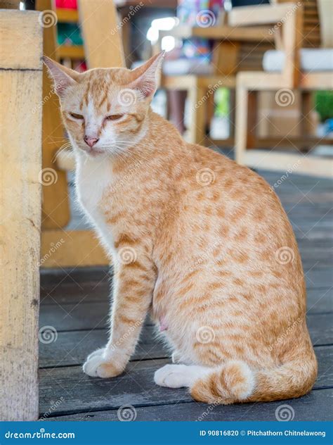 Adult Cat Under Table Stock Photo Image Of Adult Yellow 90816820