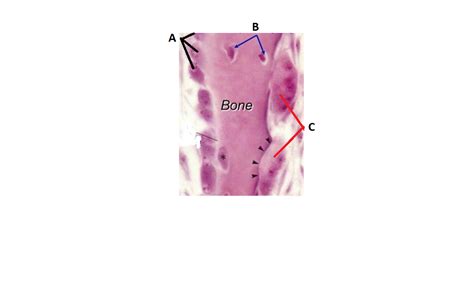 Easyhumanatomy Summary Of Osteoblast Bone Forming Cell Of Skeletal