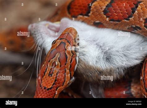 Corn Snake Pantherophis Guttatus Captive Swallowing A Mouse