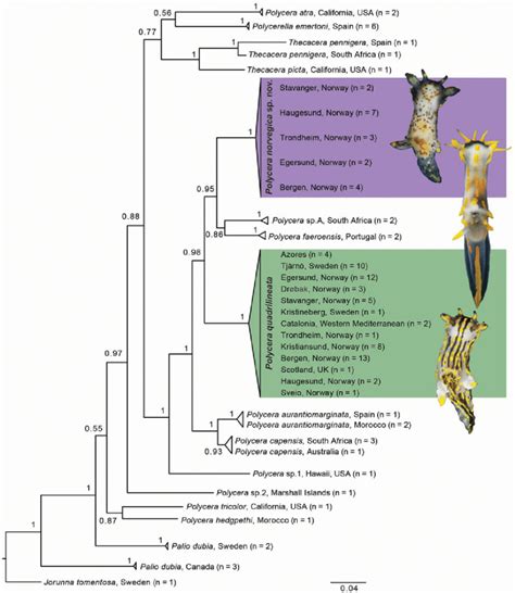 Bayesian Molecular Phylogenetic Tree Based On The COI Gene Numbers On