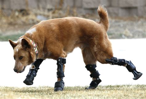 Nakio Worlds First Bionic Dog Fitted With Four Prosthetic Limbs