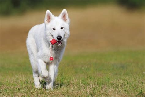 Dicas Para Manter A Higiene Bucal Do Cachorro Petz