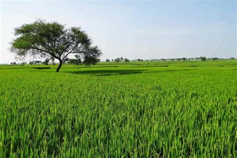 How to Buy Agriculture land in India