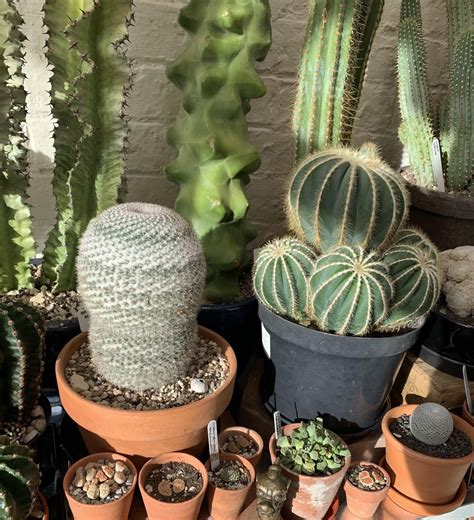 Mammillaria Hahniana And Parodia Maica Rcactus