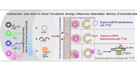 Influence Of Hydrophobicity In The Hydrophilic Region Of Cationic