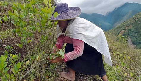 La Hoja De Coca En La Cultura Andina Lo Real Maravilloso