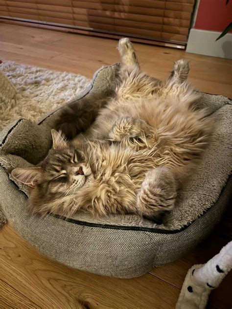 Stunning Maine Coon Cat Pictures – Maine Coon Central