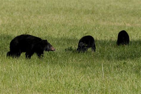 Mama Bear and Two Cubs Graze in Cades Cove Stock Image - Image of cove ...