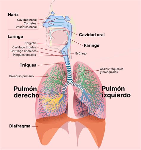 Sistema Respiratorio Anatom A Sistema Respiratorio Es El Conjunto De