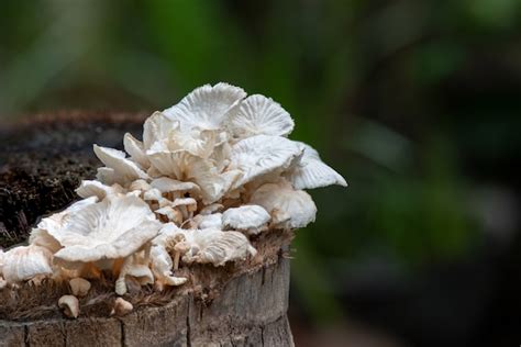 Premium Photo Lentinus Squarrosulus Mont Mushrooms On Nature