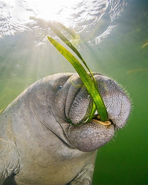 Florida Manatee Trichechus Manatus Bild Kaufen Image