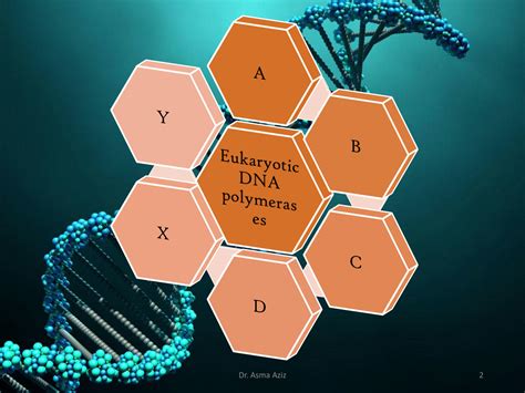 Solution Dna Replication In Eukaryotes Studypool