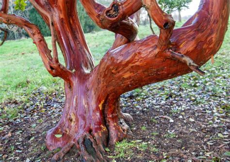 Strawberry Tree Arbutus Unedo