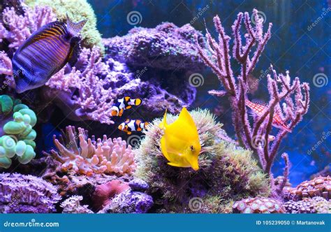 Reef Tank, Marine Aquarium. Blue Aquarium Full of Plants. Stock Photo - Image of life, brain ...