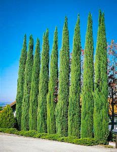 Italian Cypress Tree Facts, Cultivars, Growth Rate, Pictures