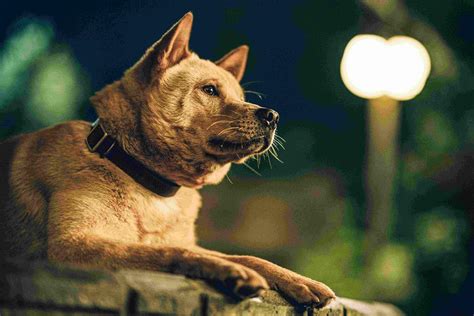 Foto Do Filme Hachiko Para Sempre Foto De Adorocinema