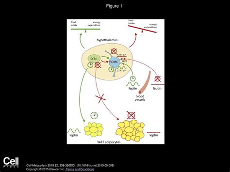 Circadian Dysfunction And Obesity Is Leptin The Missing Link Ppt