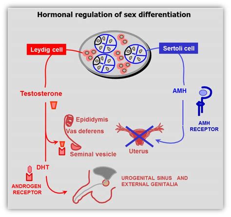 Sexual Differentiation Endotext Ncbi Bookshelf