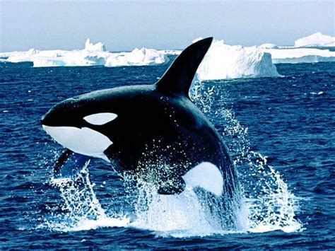 Killer Whales Wallpapers Wallpaper Cave