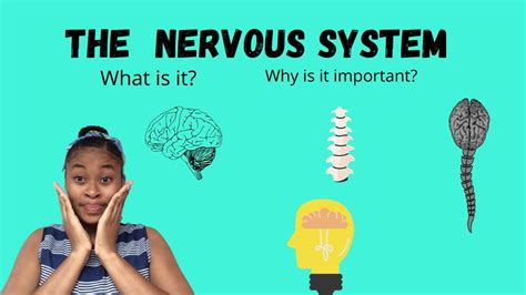 What Is The Nervous System And Its Importance Therealcannabiz