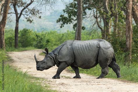 One Horned Rhinoceros Kaziranga National Park Assam India Stock