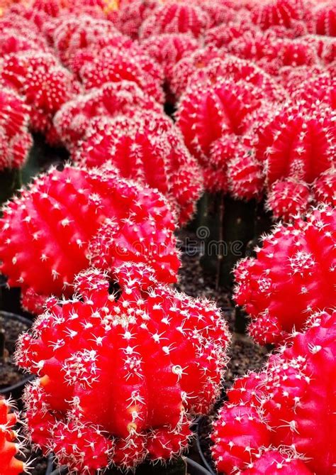 Beauty Red Cactus In Green Garden In Village Stock Image Image Of