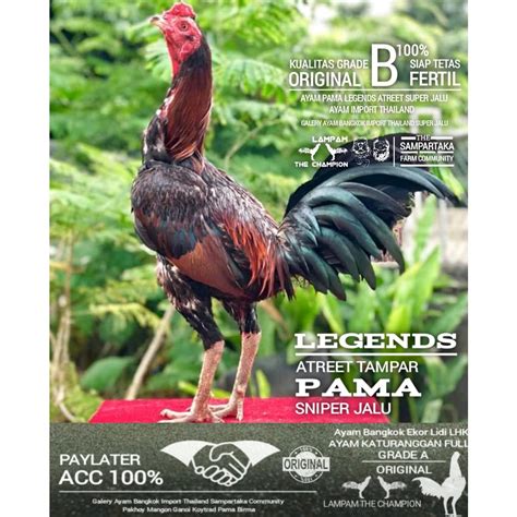 Jual Ayam Bangkok Pakhoy Birma Pama Asli Telur Fertil Ori Grade B