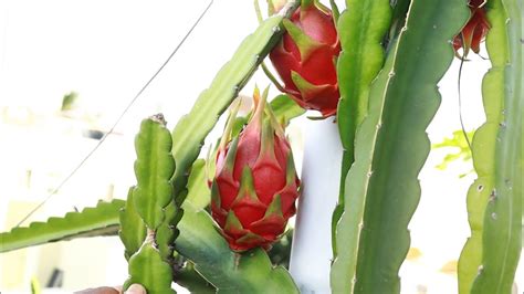 Fruits Harvest Dragon Fruit తో ఆనందం పుచ్చకాయతో పరమానందం Youtube