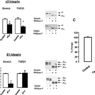 Effect of mechanical stretch and TGF β 1 on α 3 and β 1 integrin core