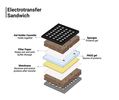 Western Blot Transfer Method BioRender Science Templates