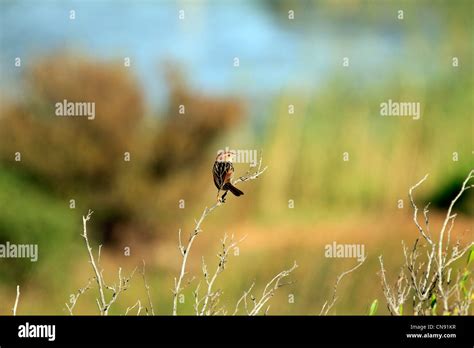 Levaillant's Cisticola or Tinkling Cisticola, (Cisticola tinniens) at Intaka Bird Sanctuary near ...